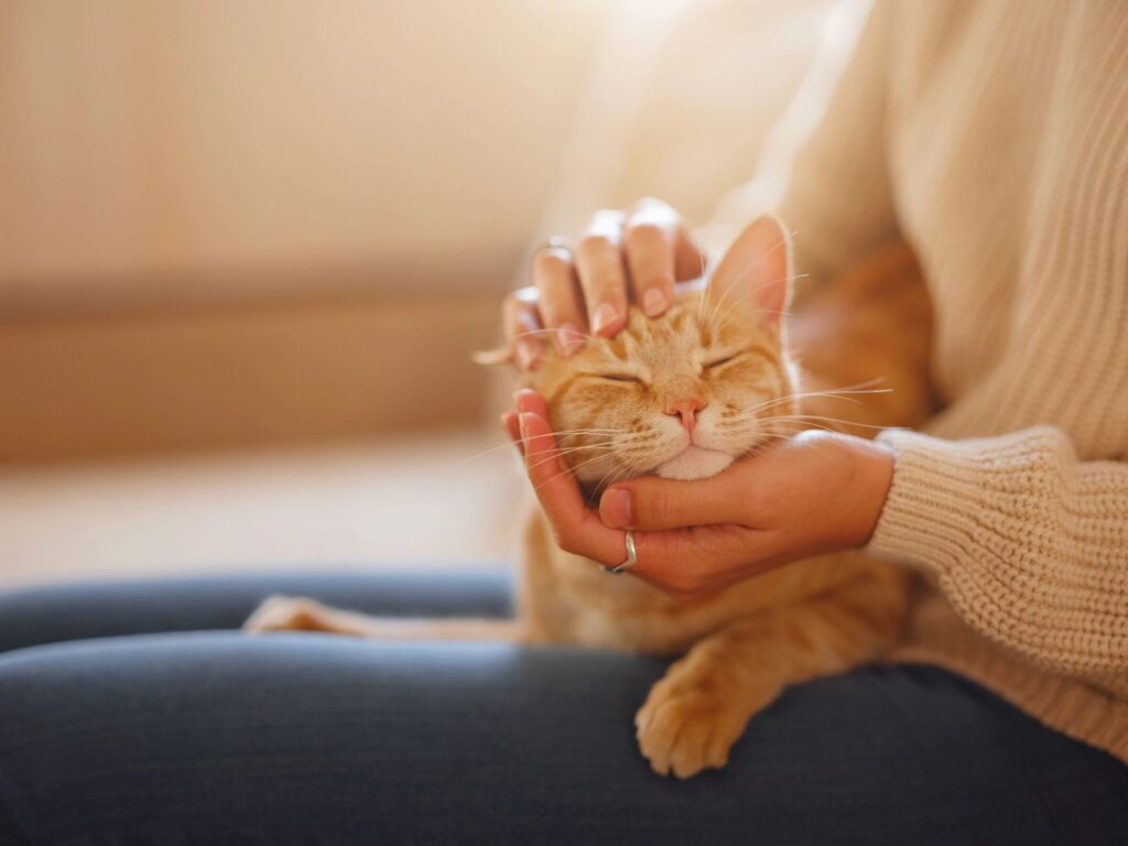 cat care at home