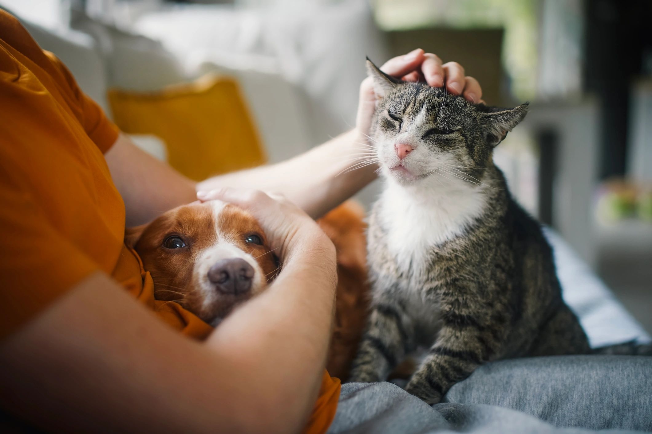 happy pet sitting testimonial