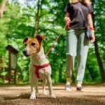 dog walking outdoors pet care