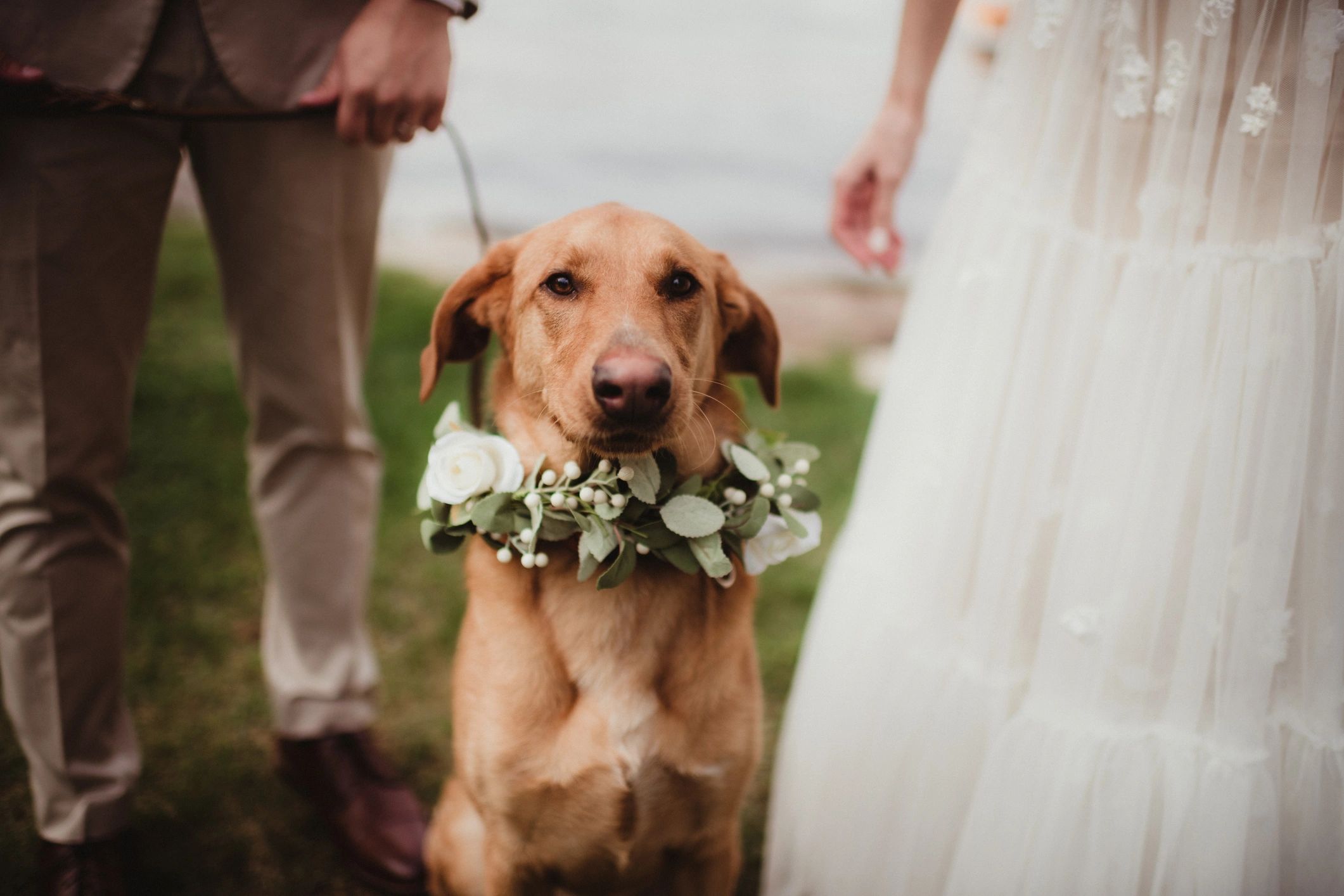 Wedding Pet Services - professional pet sitter