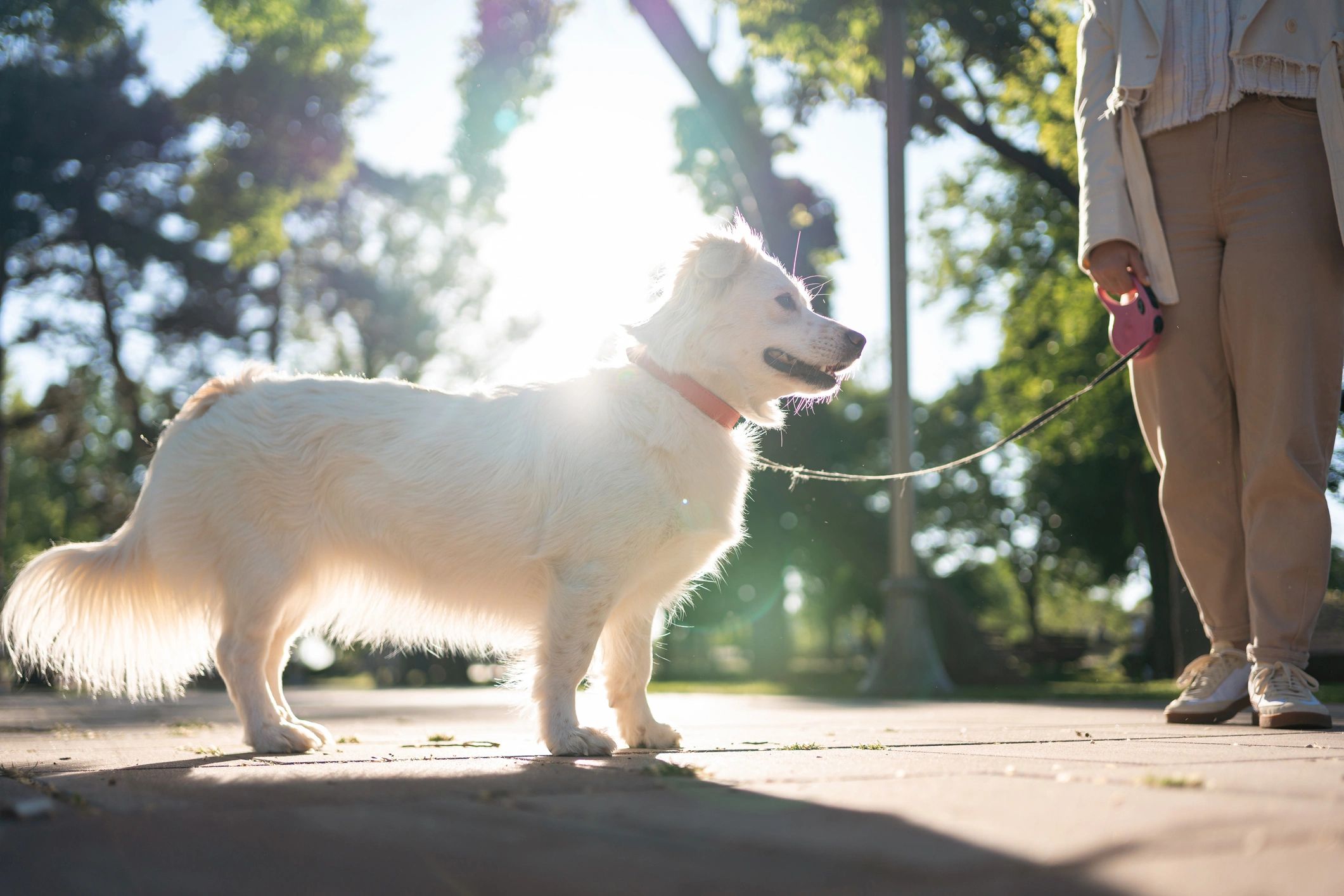 Dog Walking outdoors